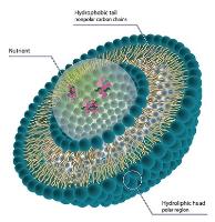 liposome sirna image 1