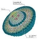 liposome sirna logo