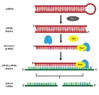 rnai technology image 1