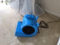 Sunbird Carpet Cleaning Annandale image 10