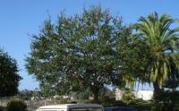 San Luis Obispo Tree Service image 1