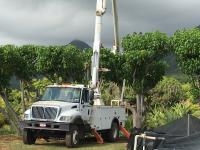 Oahu Tree Services image 2