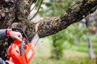 Galveston Tree Service Pros image 2