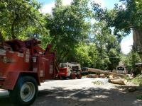Galveston Tree Service Pros image 3