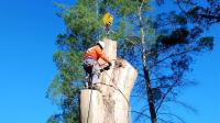Galveston Tree Service Pros image 11