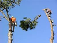 Galveston Tree Service Pros image 7