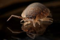 Absolute Bed Bug Control image 2