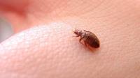 Absolute Bed Bug Control image 3