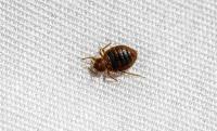 Absolute Bed Bug Control image 4