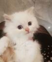 Pedigree Persian Kittens Ready For Their New Home logo