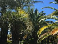 Orange County Palm Tree Pros image 1
