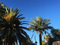 Orange County Palm Tree Pros image 2
