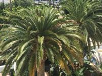 Orange County Palm Tree Pros image 3