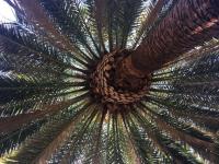 Orange County Palm Tree Pros image 4