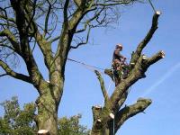 Highpoint Tree Care image 2