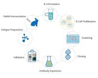 Recombinant Rabbit Monoclonal Antibodies image 1