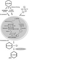 AAV Antibodies and Titration ELISA image 1