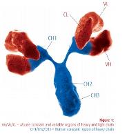 Humanized Monoclonal Antibodies image 1