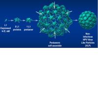 Recombinant HPV L1 VLP image 1