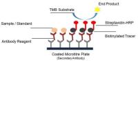 ELISA Kits for Peptide Drugs Detection image 1