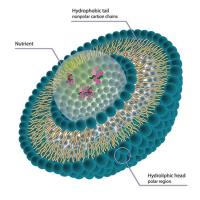 stealth rnai negative control image 1