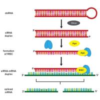 sirna therapeutics image 1