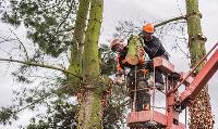 Top Tree Service Co. image 1