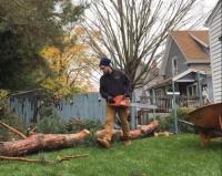 Top Tree Service Co. image 4