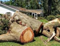 Top Tree Service Co. image 5