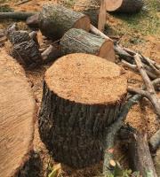 Top Tree Service Co. image 6