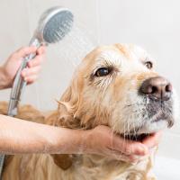 Dawg-Gone Pet Salon image 4