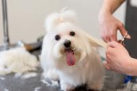 Mobile Pet Grooming Pros image 2