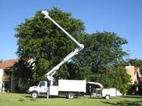 Chicago Tree Services image 1