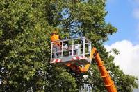 Chicago Tree Services image 2