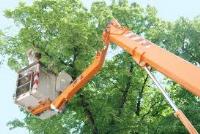 Chicago Tree Services image 3