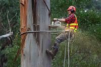 Target Tree Service and Removal image 1