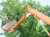 West Hollywood Tree Service image 3