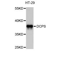 dcps antibody image 1