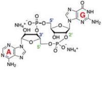 2 3 cgamp elisa kit image 1