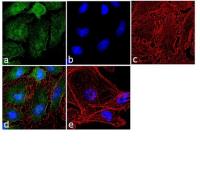 activin a antibody image 1