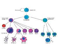 adult stem cell diagram image 1