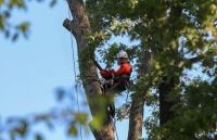 Beaumont Tree Service Pros image 4