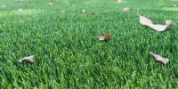 Synthetic Grass Warehouse image 7