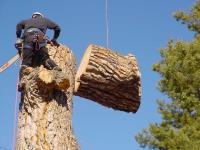Merced Tree Services image 1