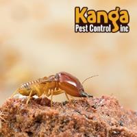 Kanga Pest Control image 2
