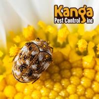 Kanga Pest Control image 3