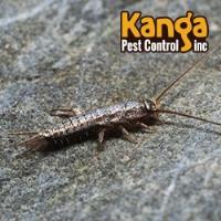 Kanga Pest Control image 4
