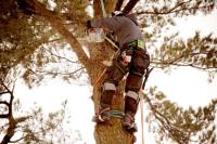 ST's Tree Services image 2