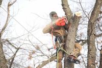 ST's Tree Services image 1