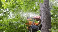 Gainesville Tree Service Pros image 4